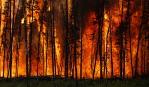 canada forest fire